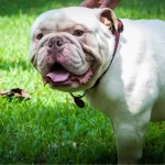 O olde english bulldogge: uma raça americana