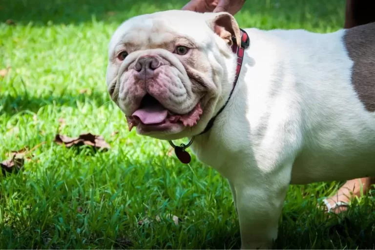 O olde english bulldogge: uma raça americana