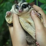 O petauro-do-açúcar: descobrindo a fascinante criatura planejadora