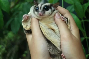 O petauro-do-açúcar: descobrindo a fascinante criatura planejadora