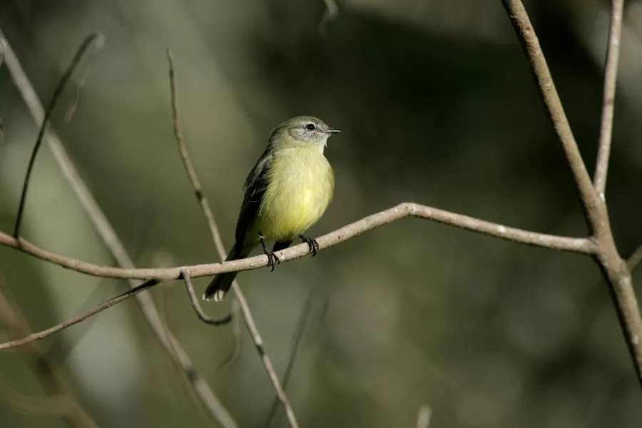 O piolhinho-oliváceo: conheça essa encantadora ave da América do Sul