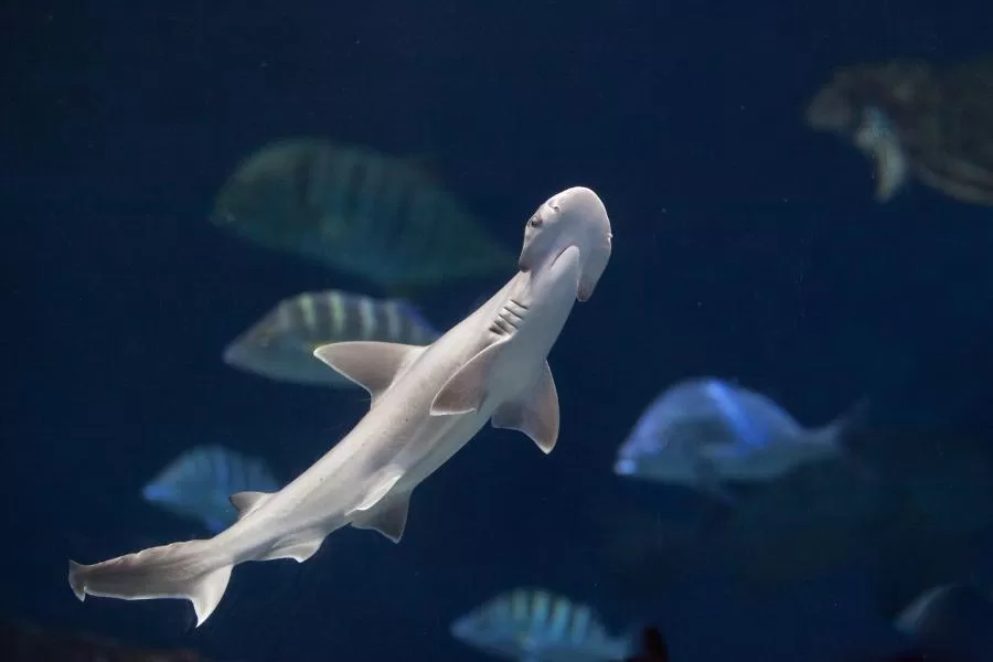 Tubarão-martelo: uma maravilha dos oceanos