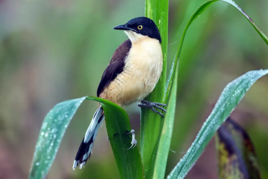 Japacanim a encantadora ave dos rios e lagoas do Brasil