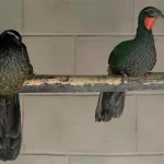 Jacupemba: conhecendo a bela e misteriosa aves das terras brasileiras