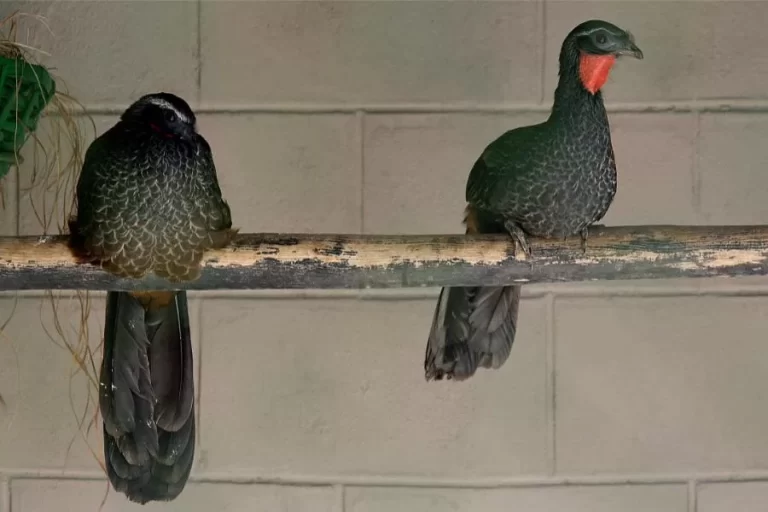 Jacupemba: conhecendo a bela e misteriosa aves das terras brasileiras