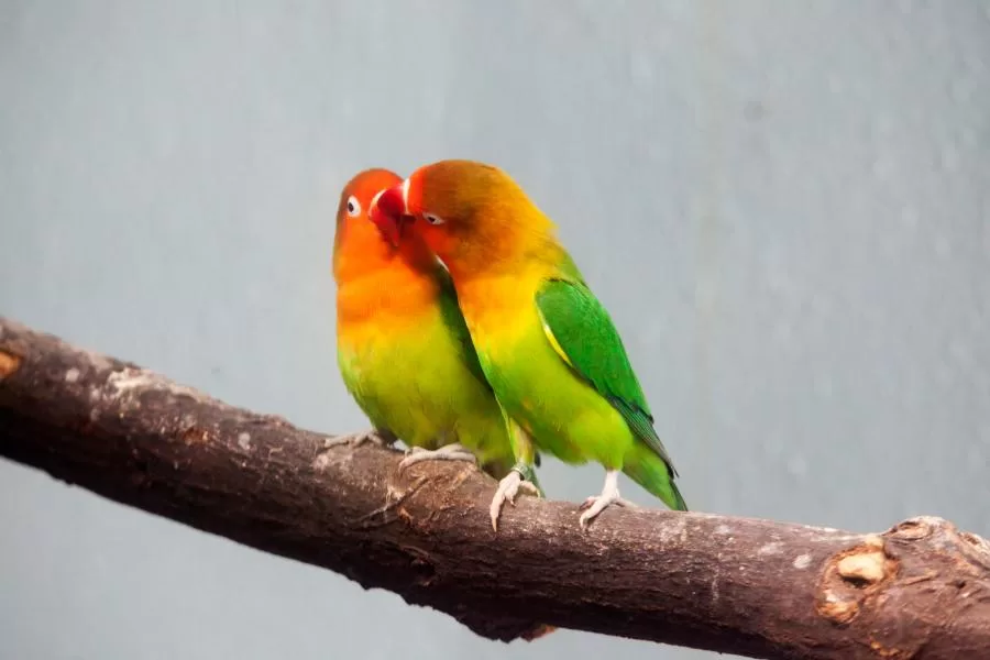 Tipos de agapornes: descobrindo a diversidade dessa encantadora ave