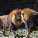 Animais territoriais: protegendo e defendendo seus domínios - Imagem: Canva Pró.