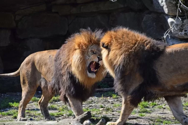 Animais territoriais: protegendo e defendendo seus domínios - Imagem: Canva Pró.