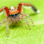 Aranha-saltadora: uma predadora ágil e fascinante