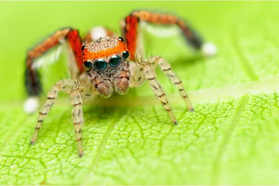 Aranha-saltadora: uma predadora ágil e fascinante