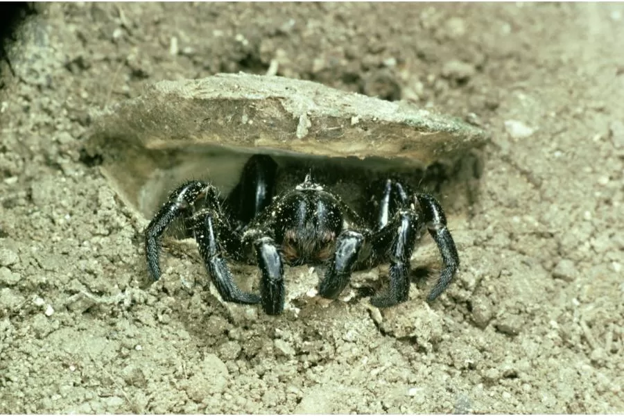 Explorando o mundo das aranhas-de-alçapão