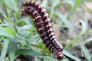 Artrópodes: o fascinante mundo dos invertebrados articulados