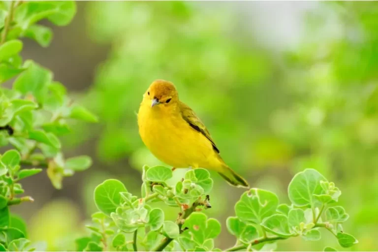 Aves canoras: os virtuosos da melodia aérea - Imagem: Canva Pró.