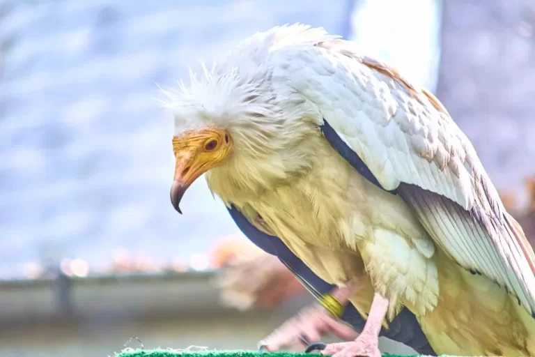 Aves necrófagas: os valiosos faxineiros da natureza - Imagem: Canva Pró.