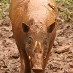 Babirussa: o fascinante porco-de-celebes - Imagem: Canva Pró.