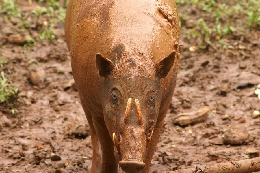 Babirussa: o fascinante porco-de-celebes - Imagem: Canva Pró.