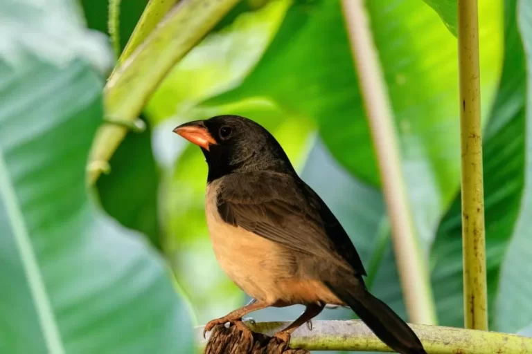 Batuqueiro-de-bico-laranja