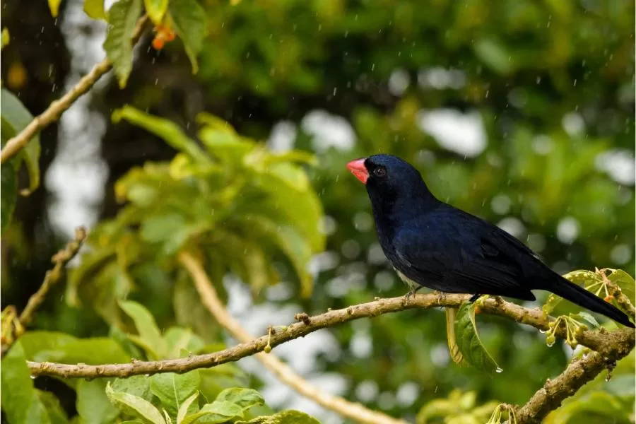 Bico-de-pimenta: a exuberante ave de bico encarnado