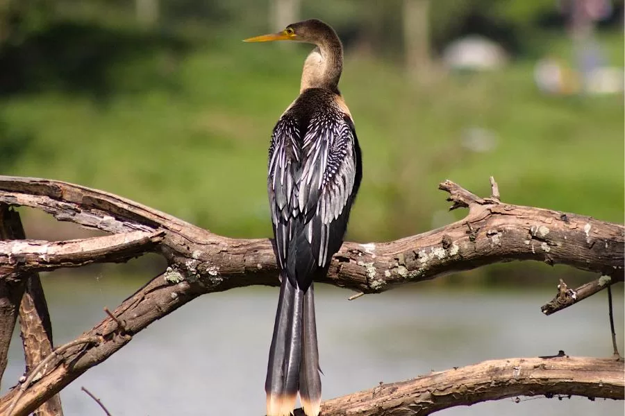 Biguatinga: o misterioso habitante das margens aquáticas