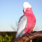 Cacatua Galah: as cores e encantos da alegria plumada