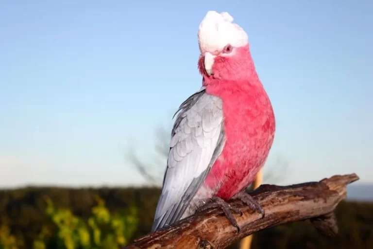 Cacatua Galah: as cores e encantos da alegria plumada