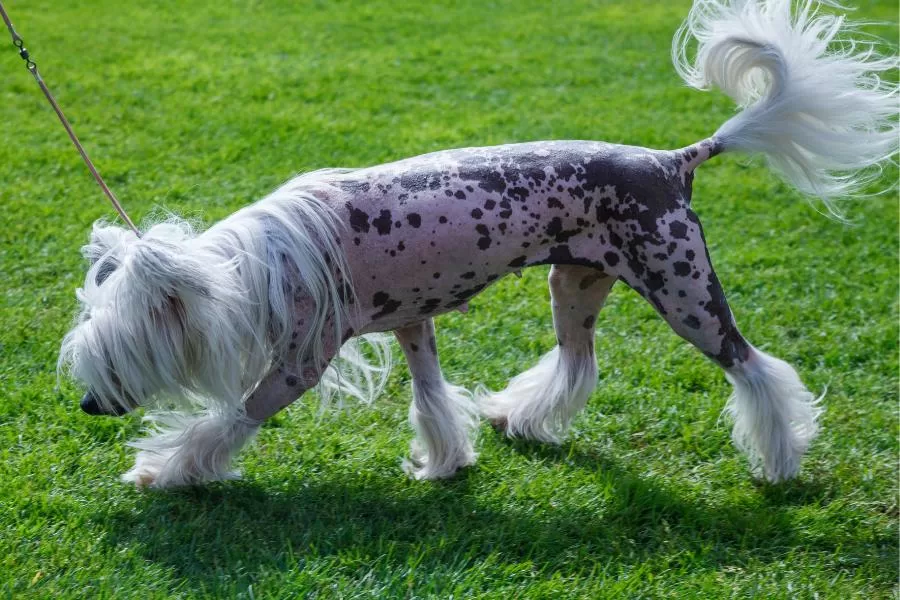 Cão de crista chinês: explorando a elegância canina