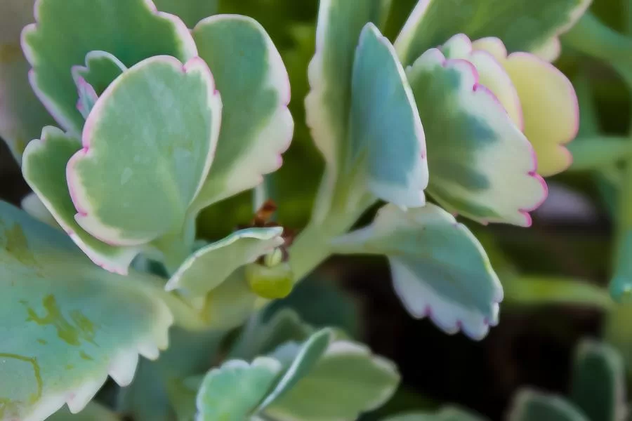 Kalanchoe fantasma: uma joia floral de Madagascar