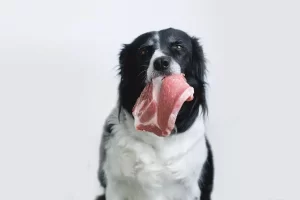 Carne crua para cachorros