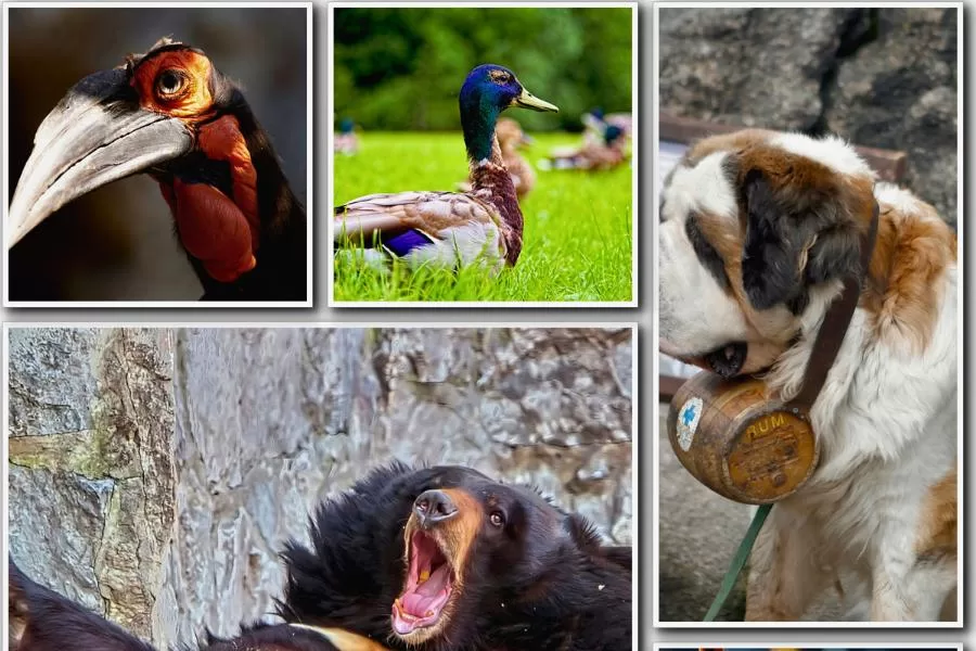 Animais: explorando a diversidade da vida no reino animal