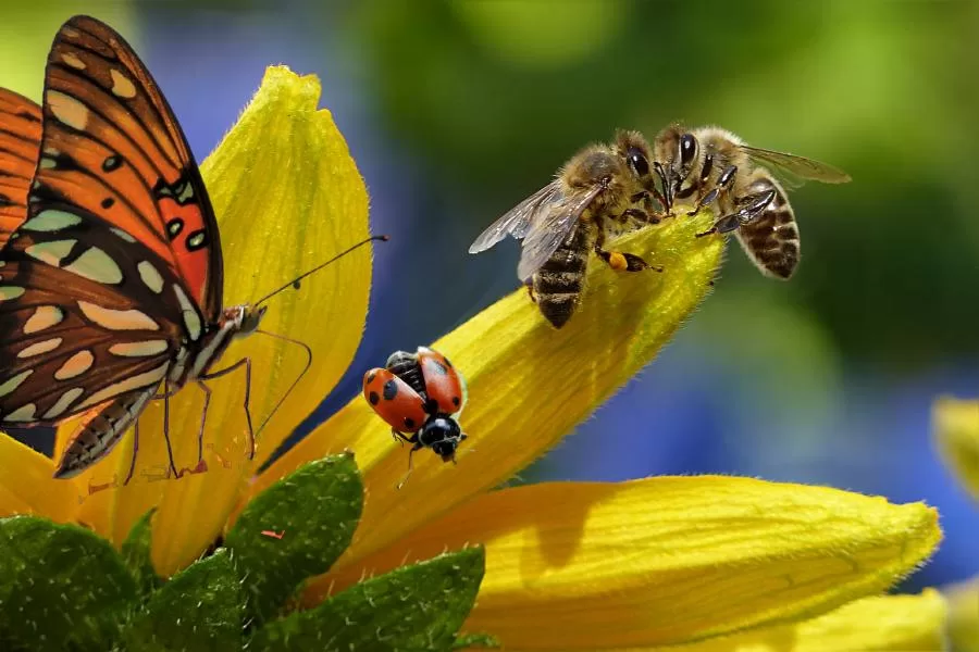 Como atrair insetos benéficos para o seu jardim? - Imagem: Canva Pró.
