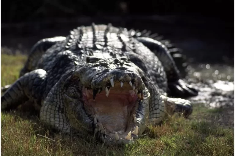 Curiosidades fascinantes sobre crocodilos - Imagem: Canva Pró.