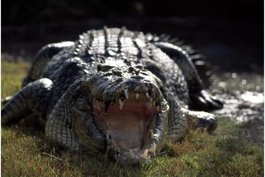 Curiosidades fascinantes sobre crocodilos - Imagem: Canva Pró.