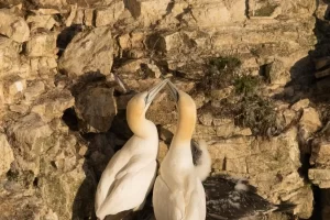 Animais monogâmicos na natureza