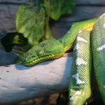 Jiboia-arborícola: a fascinante serpente noturna da Amazônia