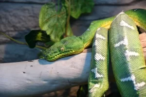 Jiboia-arborícola: a fascinante serpente noturna da Amazônia