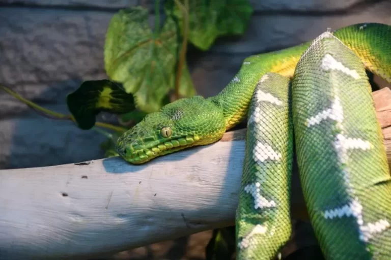 Jiboia-arborícola: a fascinante serpente noturna da Amazônia