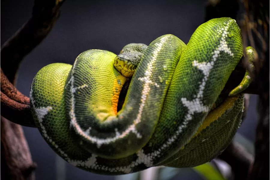 Jiboia-arborícola: a fascinante serpente noturna da Amazônia