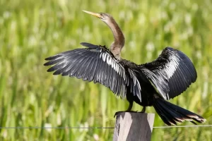 Biguatinga: o misterioso habitante das margens aquáticas