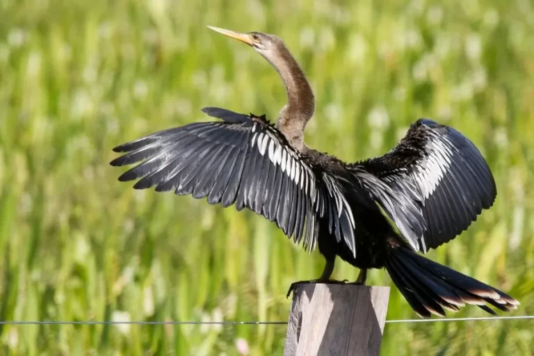 Biguatinga: o misterioso habitante das margens aquáticas