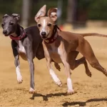 Diferenças entre galgo e podengo