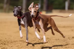 Diferenças entre galgo e podengo