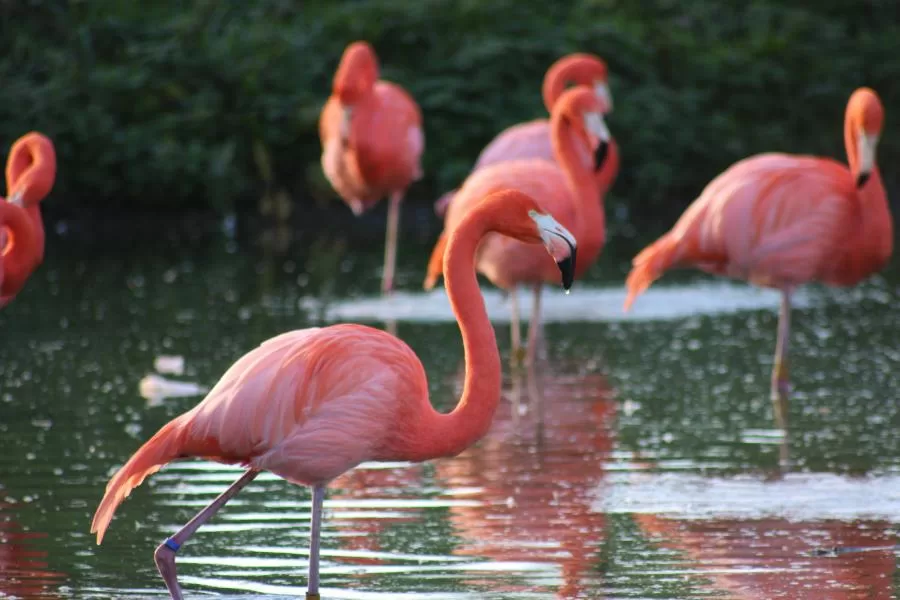 Animais na cor rosa: beleza e singularidade na natureza