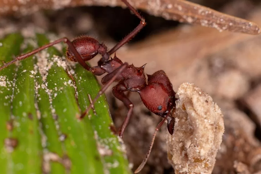 Formigas saúva: sociedades complexas e ecologia fascinante - Imagem: Canva Pró.