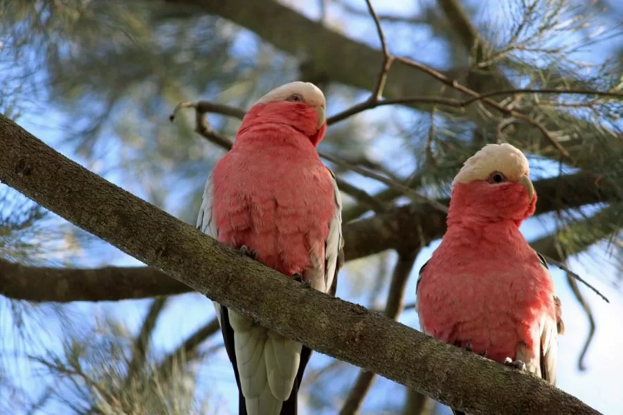 Cacatua Galah: as cores e encantos da alegria plumada