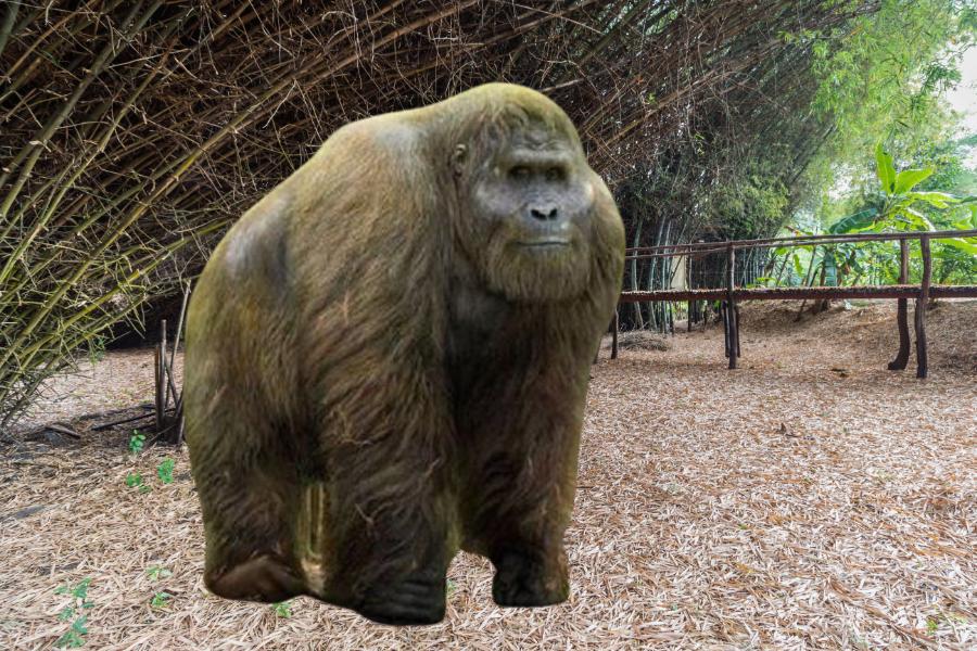 Gigantopithecus: Revelando os Mistérios do Maior Primata que Já Existiu