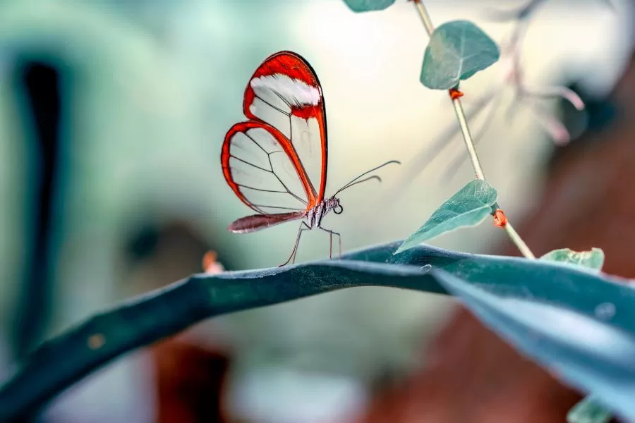 Greta oto: a borboleta de vidro que encanta os céus tropicais - Imagem: Canva Pró.
