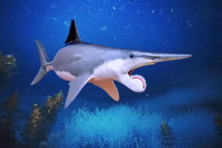 Helicoprion: o intrigante mistério do tubarão-serra