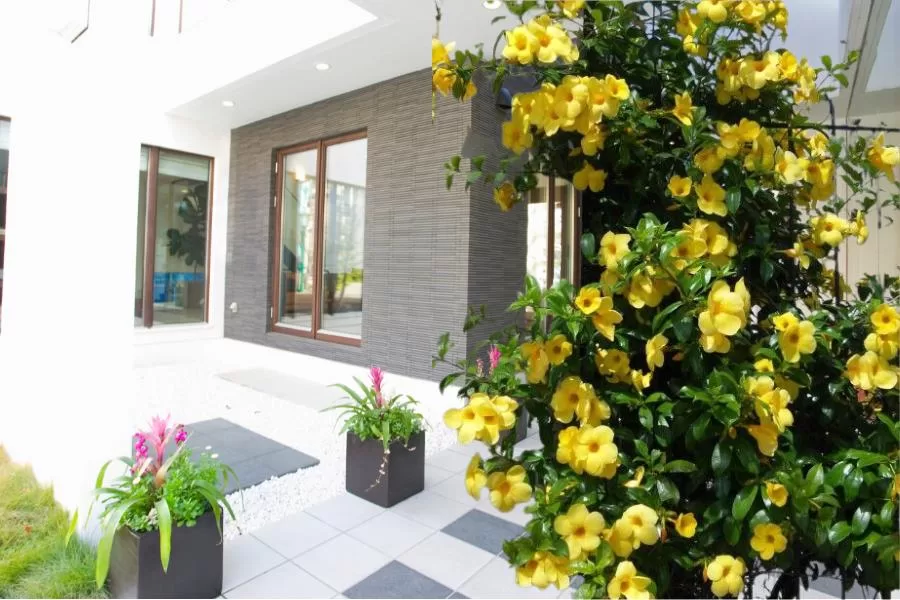 Ipomeia amarela: a beleza radiante que ilumina os jardins - Imagem: Canva Pró.