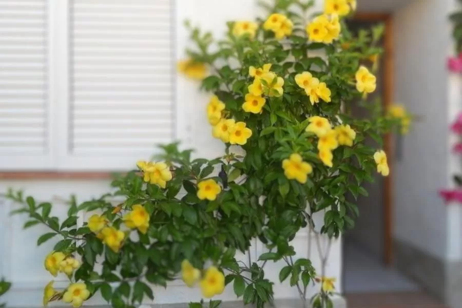 Ipomeia amarela: a beleza radiante que ilumina os jardins