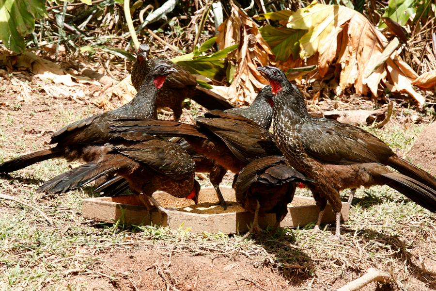 Jacupemba: conhecendo a bela e misteriosa aves das terras brasileiras